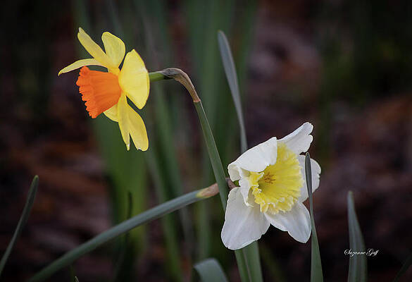 Criss Cross Daffodils by Suzanne Gaff Criss Cross Daffodils by Suzanne Gaff