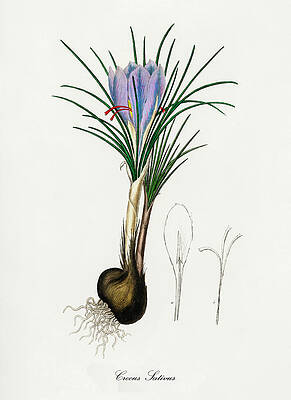 Croton Eleuteria - Cascarilla - Medical Botany - Vintage Botanical  Illustration - Plants and Herbs Digital Art by Studio Grafiikka - Pixels