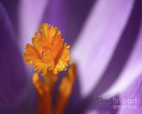 Crocus Stamin by Natalie Dowty Crocus Stamin by Natalie Dowty