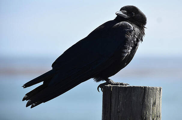 Crow by D Patrick Miller Crow by D Patrick Miller