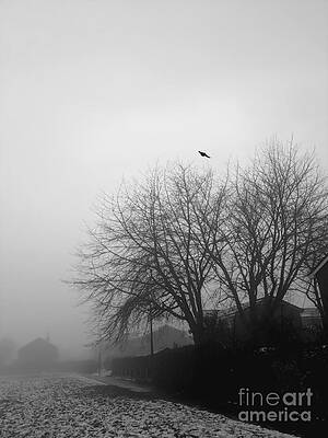 Crow Flying In The Fog by Abbie Shores Crow Flying In The Fog by Abbie Shores