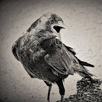 Wall Art - Photograph - Crow by John Linnemeyer