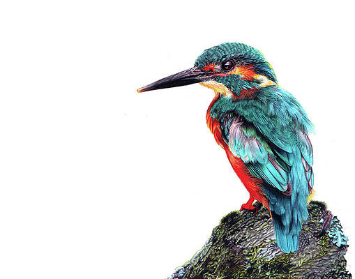 The Loudmouth Kingfisher | BirdNote