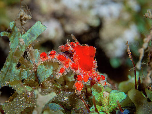 Wall Art - Photograph - Cryptic Teardrop Crab by Brian Weber
