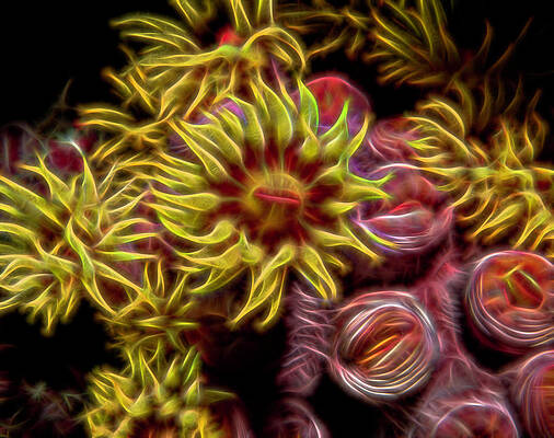 Cup Corals Fractalized by Gary Hughes Cup Corals Fractalized by Gary Hughes