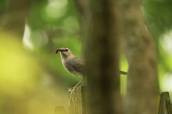 Curious Catbird by Jason Fink Curious Catbird by Jason Fink