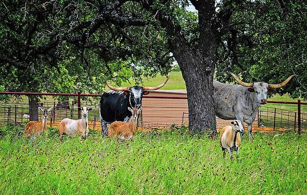 Curious Faces on the Farm FAA by Lynn Bauer Curious Faces on the Farm FAA by Lynn Bauer