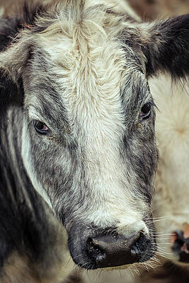 Curious grey and white by Urban Photo Lab Curious grey and white by Urban Photo Lab