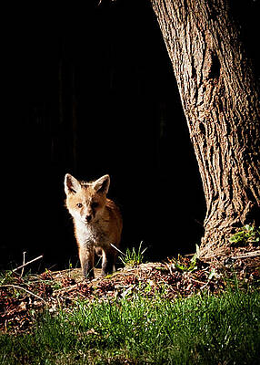 Curious Kit by David Oakill Curious Kit by David Oakill