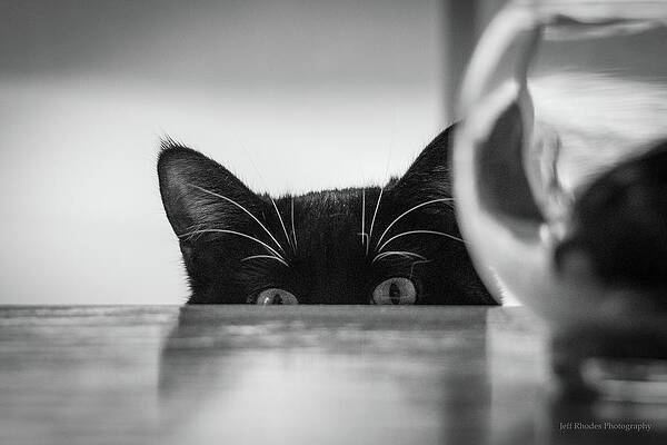 Curious Kitten by Jeff Rhodes