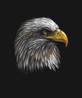Eagle Head Sketch (AP) - Andrew Ellis Art
