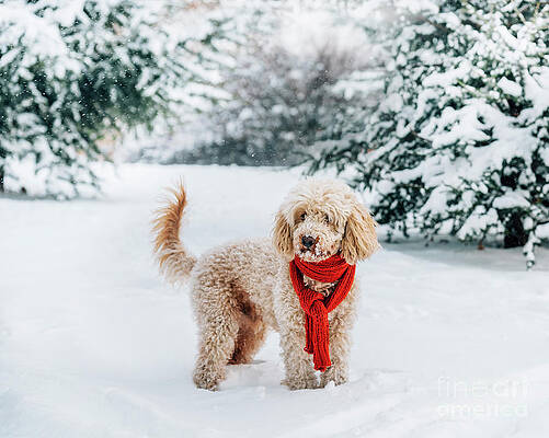 Cute little dog with red scarf in the snow by Jelena Jovanovic Cute little dog with red scarf in the snow by Jelena Jovanovic
