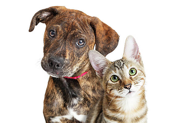 Cute Puppy and Kitten Closeup Looking at Camera by Susan Schmitz Cute Puppy and Kitten Closeup Looking at Camera by Susan Schmitz