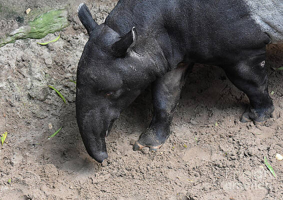 Cute tapir walking around in the wild by DejaVu Designs Cute tapir walking around in the wild by DejaVu Designs