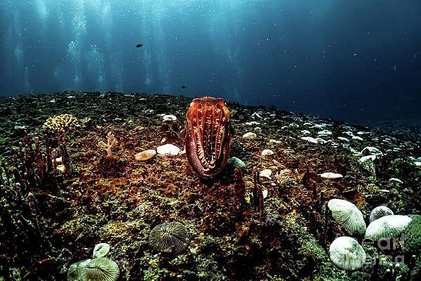 CuttleFish staring contest by JJAW Photography