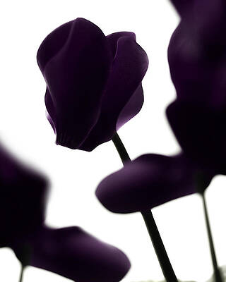 Cyclamen in silouette by Al Fio Bonina Cyclamen in silouette by Al Fio Bonina