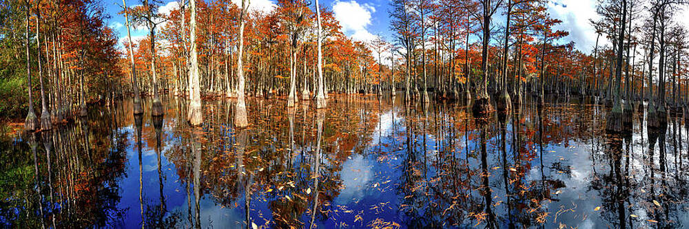 Cypress Swamp Panorama at George L. Smith State Park in Georgia by O Lena Cypress Swamp Panorama at George L. Smith State Park in Georgia by O Lena