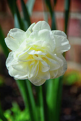 Daffodil and Brick Wall by Raymond Salani III Daffodil and Brick Wall by Raymond Salani III