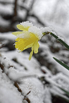 Daffodil in Winter by Jason Bohannon Daffodil in Winter by Jason Bohannon