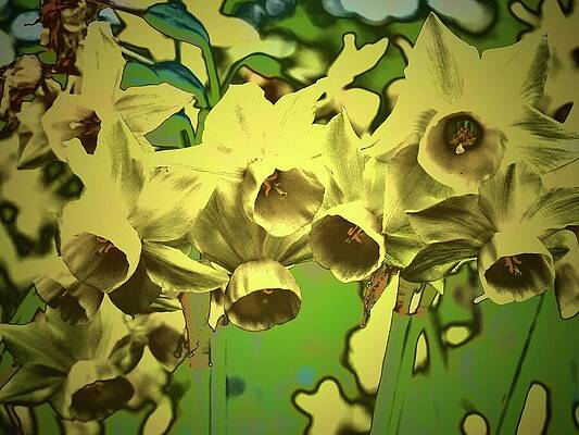 Daffodile Clouds by Alida M Haslett Daffodile Clouds by Alida M Haslett