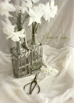 Daffodils and Scissors by Norma Warden Daffodils and Scissors by Norma Warden
