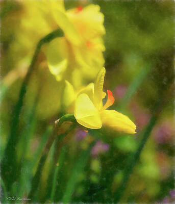 Wall Art - Photograph - Daffodils in Spring by Kathi Isserman