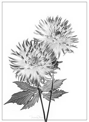 Dahlia Duet BW by Teresa Wilson Dahlia Duet BW by Teresa Wilson