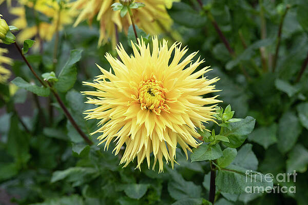 Dahlia Encore Flower in Autumn by Tim Gainey Dahlia Encore Flower in Autumn by Tim Gainey