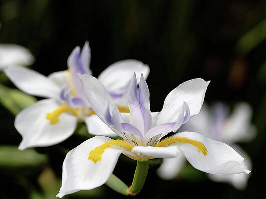 Daily Lilies by Joe Schofield Daily Lilies by Joe Schofield