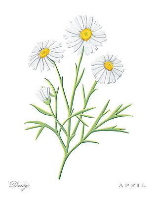 Birth Month Flower Paintings Fine Art America