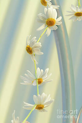 Wall Art - Photograph - Daisy Chain by Elaine Teague