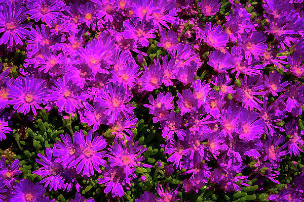 Daisy Patch Abstract by Robert Blandy Jr Daisy Patch Abstract by Robert Blandy Jr