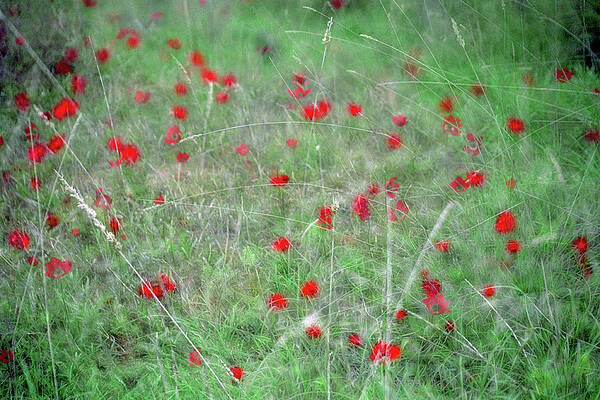 Dance of the Blossom by Dubi Roman Dance of the Blossom by Dubi Roman