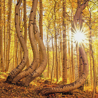 Wall Art - Photograph - Dancing Aspens And Golden Autumn Light - Square Format by Gregory Ballos