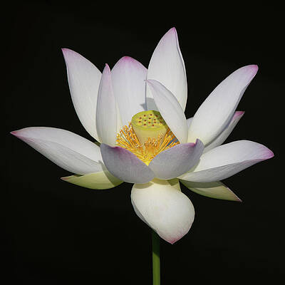 Wall Art - Photograph - Dancing Lotus 2 by Julie Palencia