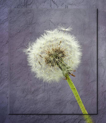 Wall Art - Photograph - Dandelion Clock with textured background by Sue Leonard