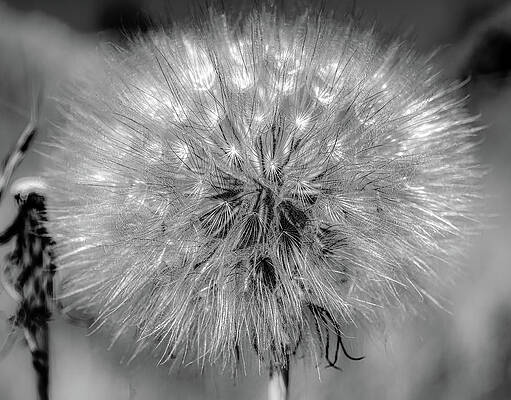 Dandelion Details, Black and White by Marcy Wielfaert Dandelion Details, Black and White by Marcy Wielfaert