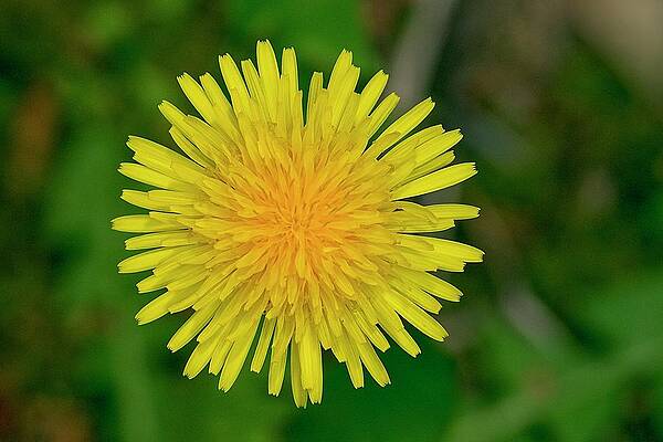 Dandelion Flower by Paul Rebmann Dandelion Flower by Paul Rebmann