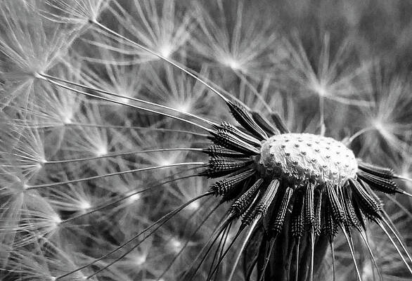 Nature Photograph - Dandelion In Black And White by David Fountain