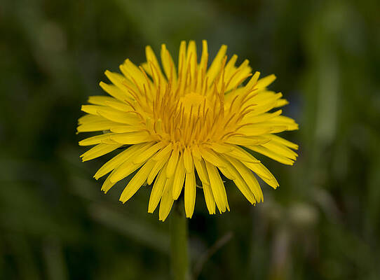 Dandelion by Pietro Ebner Dandelion by Pietro Ebner
