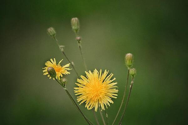 Dandelion by Sean McEvoy Dandelion by Sean McEvoy