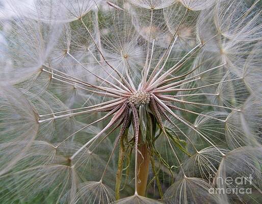 Dandelion Seed Delight by Diana McPherson Dandelion Seed Delight by Diana McPherson