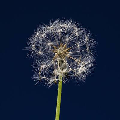 Dandelion Three by Kevin Craft Dandelion Three by Kevin Craft