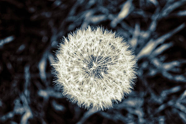 Dandelion by Yasmina Baggili Dandelion by Yasmina Baggili