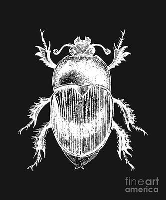 How to draw a Scarab bug with pencil stepbystep drawing tutorial