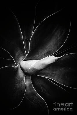 Dark Botanical Succulent by Toula Mavridou-Messer Dark Botanical Succulent by Toula Mavridou-Messer