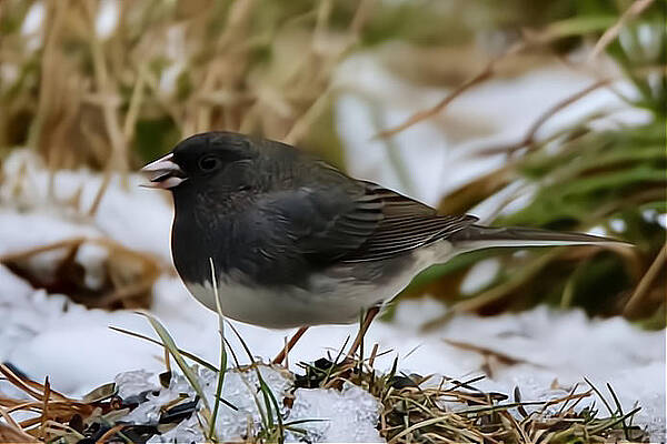 Dark Eyed Junco by Jeannine Guttormsson