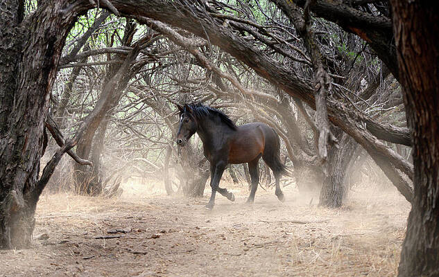 Dark Horse by Barbara Sophia Travels Dark Horse by Barbara Sophia Travels