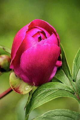Dark Pink Peony by Don Johnson Dark Pink Peony by Don Johnson