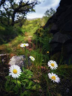 Dasies by Josh Wagner Dasies by Josh Wagner